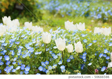 Tulip flower Tulip flower 50688386