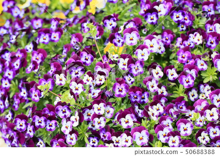 Viola flowers 50688388