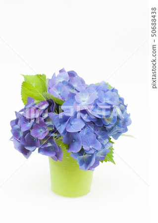 Blue hydrangea white background 50688438