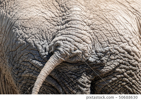 Elephant's butt Elephant's butt 50688630