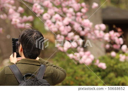 Shoot Sakura in full bloom Shoot Sakura in full bloom 50688652