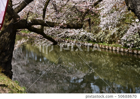 Sakura Hirosaki Park 50688670
