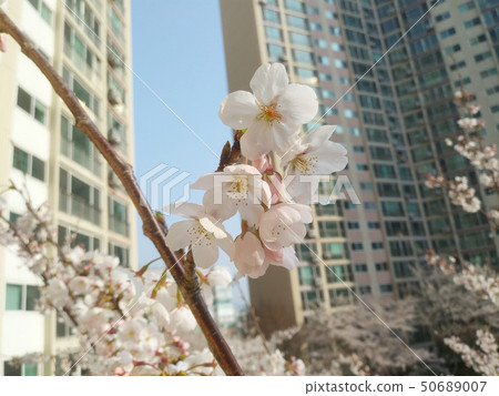 Cherry blossom landscape 50689007
