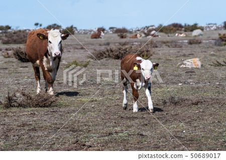 Cow and her calf on the go in a great plain 50689017