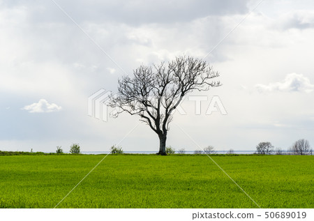 Lone leafless big tree in a green corn field 50689019