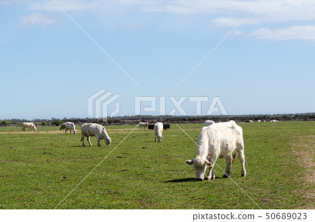 Grazing white cattle in a green plain landscape 50689023