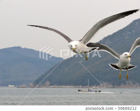 Seagull's Flight Seagull's Flight 50689212