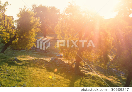 Summer meadow Summer meadow 50689247
