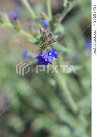 Common bugloss Common bugloss 50689453