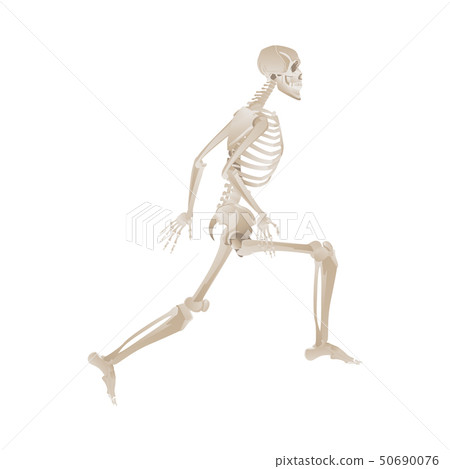 Human skeleton jumping mid-air while running 50690076