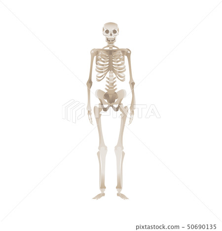 White human skeleton standing up - Stock Illustration [50690135] - PIXTA