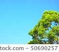 Similar green trees with blue sky back 50690257