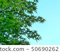 Kyoto Yase green maple leaves with blue sky 50690262