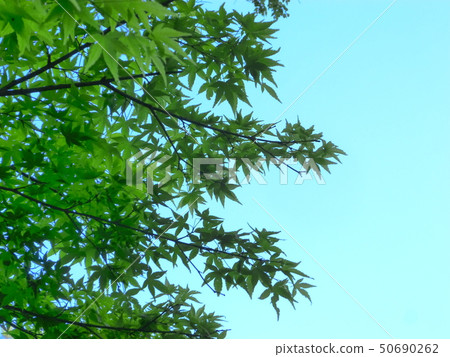 京都Yase綠色槭樹離開與藍天 50690262