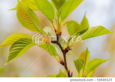 Cherry leaves Cherry leaves 50690325