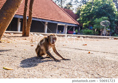 Monkey sit on ground. 50691723