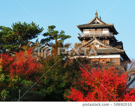 Maruoka Castle of autumn leaves Maruoka Castle of autumn leaves 50692010