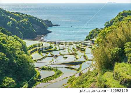 Hamanoura的水稻梯田 50692126
