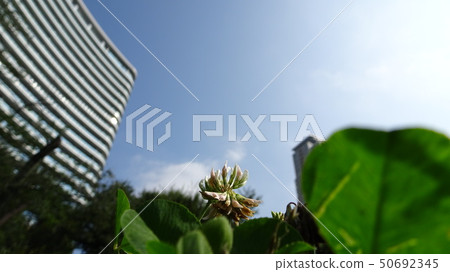 Park and skyscrapers in the city center Park and skyscrapers in the city center 50692345