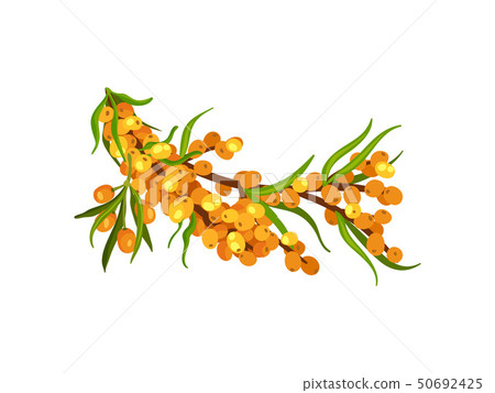 Magnificent sea buckthorn branch. Vector illustration on white background. 50692425