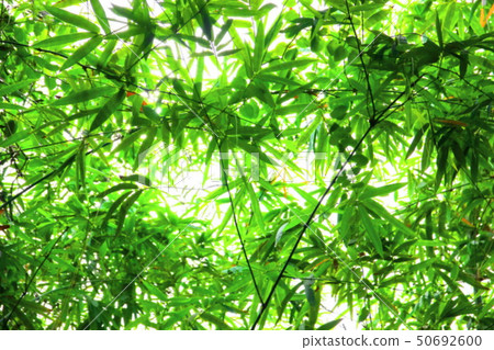 blur bamboo leaves background blur bamboo leaves background 50692600