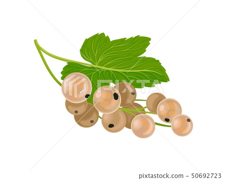 插图素材: white currant on the stem.