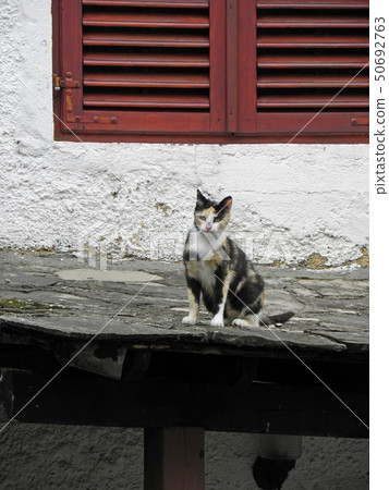 Lovely cat in Trebinje, Bosnia and Herzegowina Lovely cat in Trebinje, Bosnia and Herzegowina 50692763
