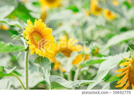 向日葵 50692770