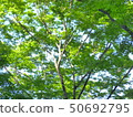 Kyoto, a green maple that hits the sunlight of Yase 50692795