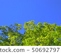 Kyoto, a blue maple tree with the blue sky of Yase in the background 50692797