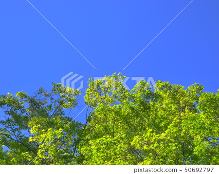 京都,與Yase藍天的一棵藍槭樹在背景中 京都,與Yase藍天的一棵藍槭樹在背景中 50692797