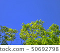 Kyoto, a blue maple tree with the blue sky of Yase in the background 50692798
