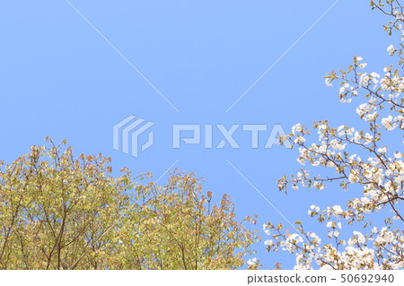 Fresh green and blue sky Fresh green and blue sky 50692940