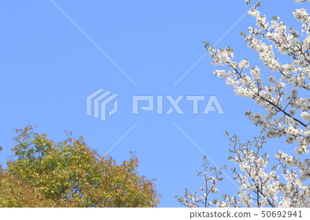 Fresh green and blue sky Fresh green and blue sky 50692941