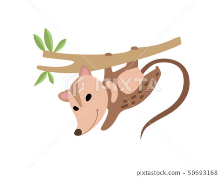 Cute Opossum Hanging on Tree Branch, Adorable Wild Animal Vector Illustration Cute Opossum Hanging on Tree Branch, Adorable Wild Animal Vector Illustration 50693168