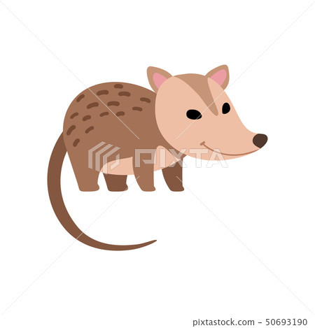 Cute Opossum Wild Animal Side View Vector Illustration Cute Opossum Wild Animal Side View Vector Illustration 50693190