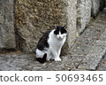 black and white cat stay on the ground 50693465
