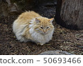 cat stay on the ground 50693466
