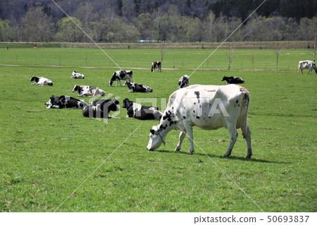 Holstein cattle 50693837