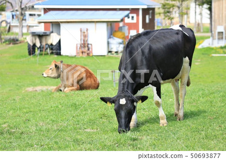 Jersey cow / Holstein cow 50693877