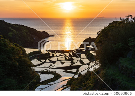 Rice terrace of Hamanoura 50693966