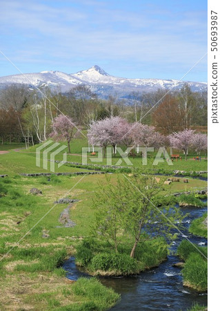 北海道景觀和春天（北海道Makkari村和Makkari河公園） 50693987