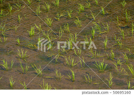 Rice planted rice Rice planted rice 50695160