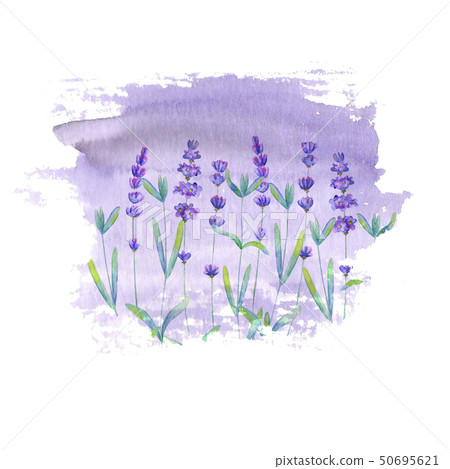 Lavender field pattern on purple stain isolated Lavender field pattern on purple stain isolated 50695621