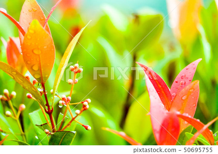 young red seed and leaves of Christina is growning young red seed and leaves of Christina is growning 50695755