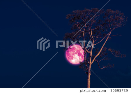 rose moon on night sky back over silhouette tree rose moon on night sky back over silhouette tree 50695789