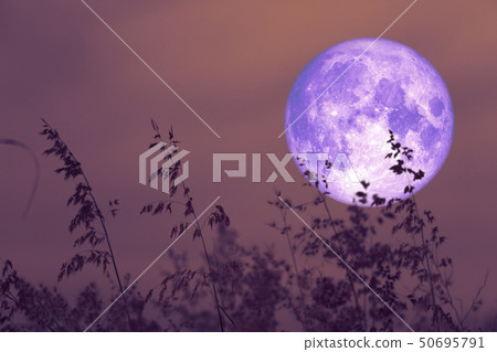 rose moon on night sky back over silhouette grass rose moon on night sky back over silhouette grass 50695791