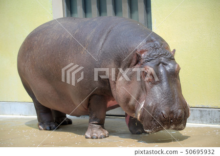 Hippopotamus Hippopotamus 50695932