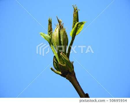 Yachida也發芽了 Yachida也發芽了 50695934