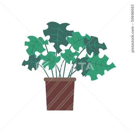 Plant for Room Decoration, Foliage Flora in Pot Plant for Room Decoration, Foliage Flora in Pot 50696083